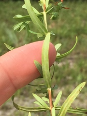 Hypericum dolabriforme