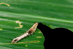 Drapetodes mitaria