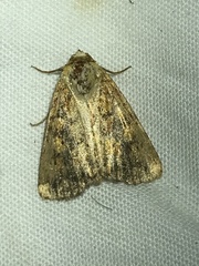 Perigea xanthioides