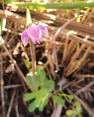 Disperis macowanii