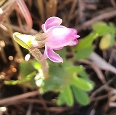 Disperis macowanii