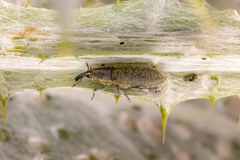 Lixus cardui