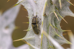 Lixus cardui