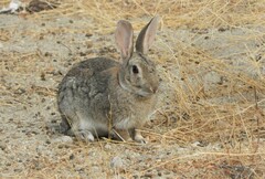 Oryctolagus cuniculus