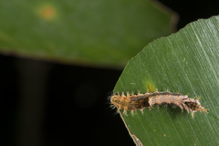 Drapetodes mitaria
