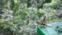 Paraxiphidium iriodes