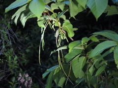 Holarrhena pubescens