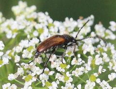 Pseudovadonia