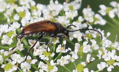 Pseudovadonia