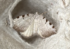 Macaria coortaria