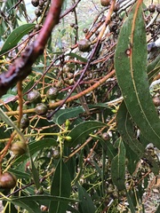 Eucalyptus rubida