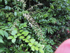 Derris scandens