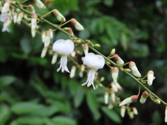 Derris scandens