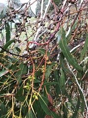 Eucalyptus rubida