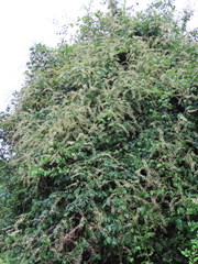 Derris scandens
