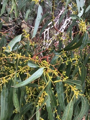 Eucalyptus rubida