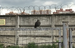 Sturnus vulgaris