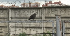 Sturnus vulgaris