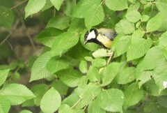 Parus major
