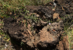 Jacquemontia paniculata