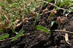 Jacquemontia paniculata