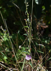 Jacquemontia paniculata