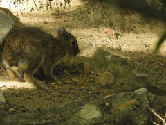 Oryctolagus cuniculus