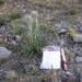 Tall Mountain Thistle - Photo (c) Sue Janssen, some rights reserved (CC BY-NC), uploaded by Sue Janssen