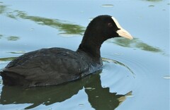 Fulica atra