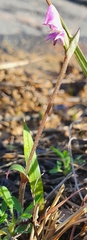 Disperis macowanii