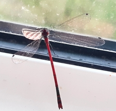 Pyrrhosoma