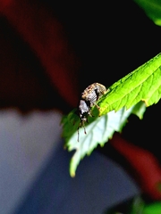 Otiorhynchus sulcatus