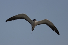 Onychoprion anaethetus