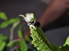 Otiorhynchus sulcatus