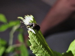 Otiorhynchus sulcatus