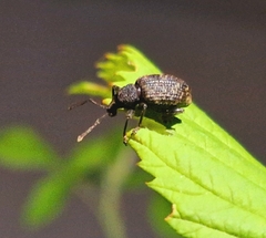 Otiorhynchus sulcatus