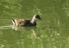 Gallinula chloropus