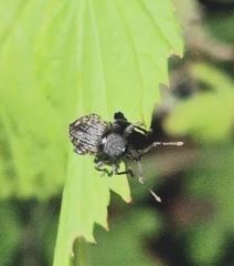 Otiorhynchus sulcatus