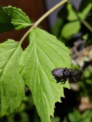 Otiorhynchus sulcatus