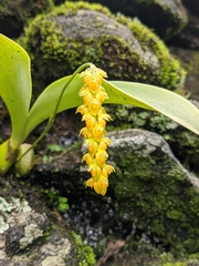 Bulbophyllum cariniflorum