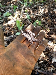 Rhizobium leguminosarum