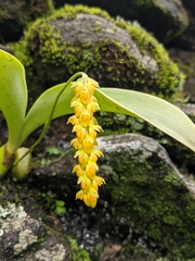 Bulbophyllum cariniflorum