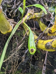 Dendrobium densiflorum