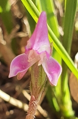 Disperis macowanii