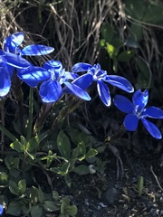 Gentiana brachyphylla brachyphylla