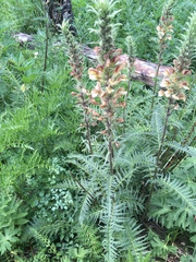 Pedicularis procera