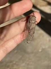 Proarna hilaris