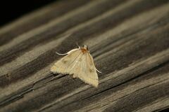 Udea fimbriatralis