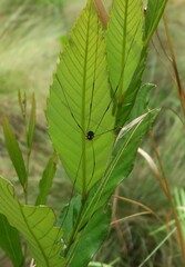 Leiobunum bimaculatum