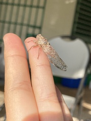 Proarna hilaris